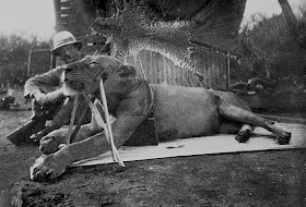 The first Tsavo lion killed by Lt. col. Patterson, 1898