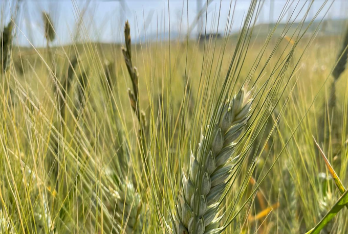 Ucraina: senza accordo stop a 1,5 miliardi di kg di grano all’Italia