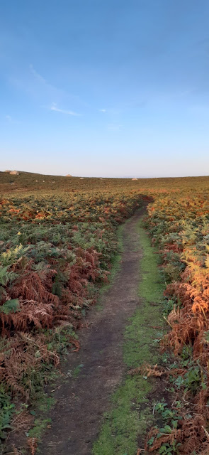 A landscape of a path bordered on either side by bracken in various stages of green, brown and orange, with blue skies beyond