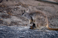 wallaby de roca con cría
