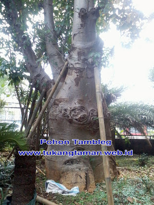 Jual Pohon Baobab | Pohon Ki Tambleg | Adonsonia Digitata | Pohon Kaki Gajah