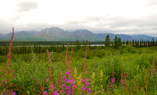 Scenic Route to Alaska's Interior form Park Connection Bus