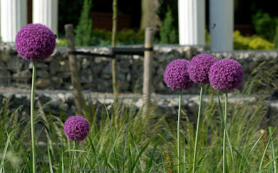 http://fotobabij.blogspot.com/2016/02/czosnek-olbrzymi-kwiaty-allium.html