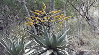 Aloe bloom - Koko Crater Botanical Garden, Oahu, HI