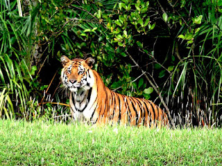 royal bengal tiger