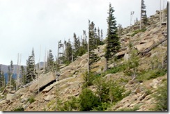 08 trees affected by wind