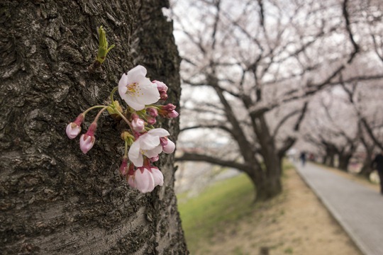 20130329-DSC02898