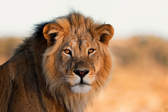 Interesting facts about lions