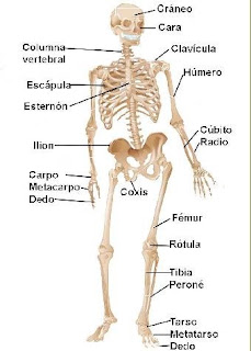 Resultado de imagen de el esqueleto