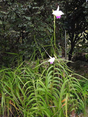 葦草蘭的花