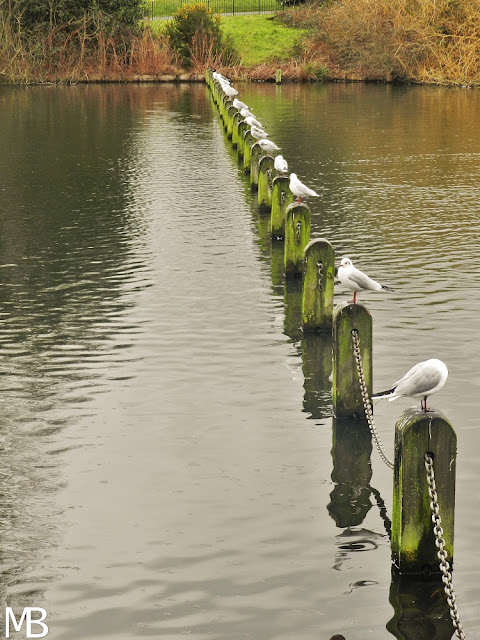 londra hide park