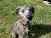 Tilly 15 weeks whippet x bedlington