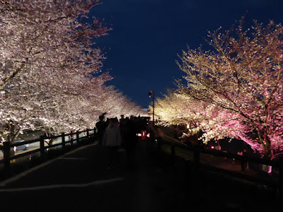 打上川治水緑地 桜のライトアップ（大阪府寝屋川市）