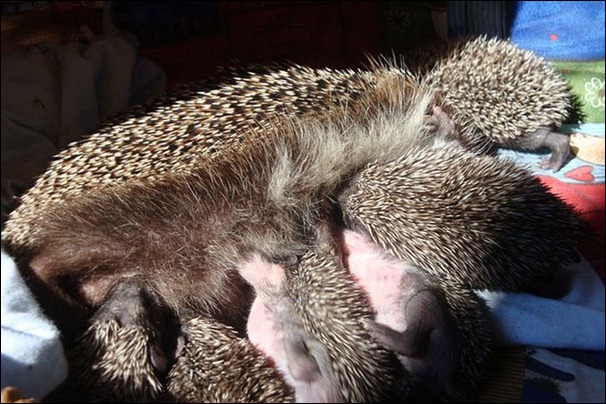 hedgehog (7)