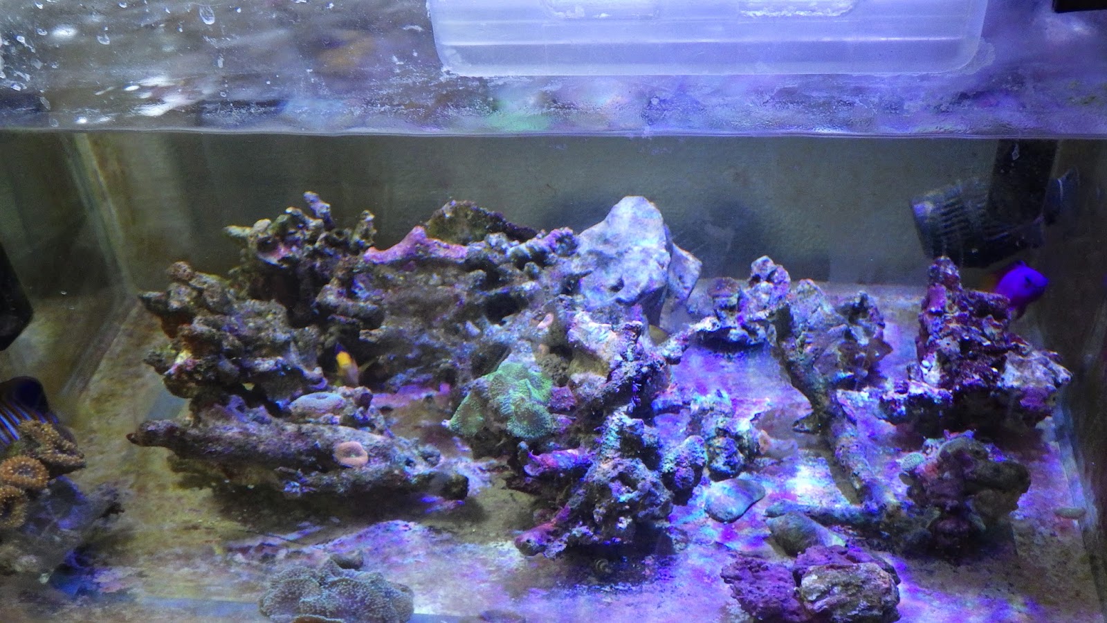 なんとなく 海水水槽記録 なんとなく 18