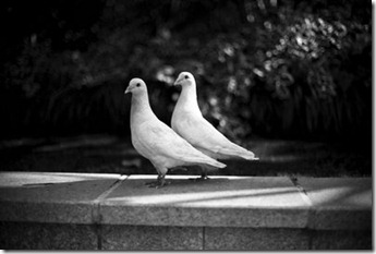 2Pigeons