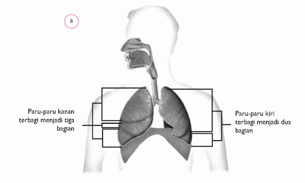 Gambar Paru-paru