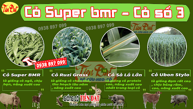 giống cỏ chăn nuôi năng xuất là cỏ sudan lai Super BMR