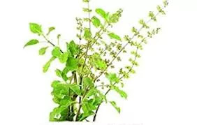 30+ Immense Benefits Of Tulsi- Perfect Immunity Booster Facts You Must Know About Holy Basil