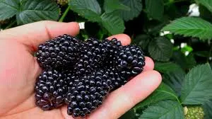 Blackberries Nutrition Chart and Health Benefit