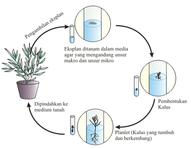 Contoh Karya Ilmiah Sederhana Biologi - Contoh KR