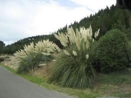 Dave s Garden NZ  Toi Toi Bush or is it Pampas Grass 
