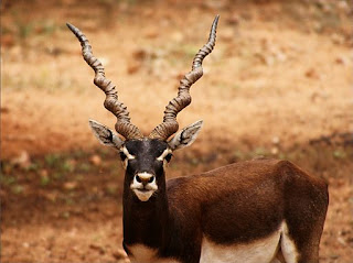 the Blackbuck is one of the fastest land animals in Asia