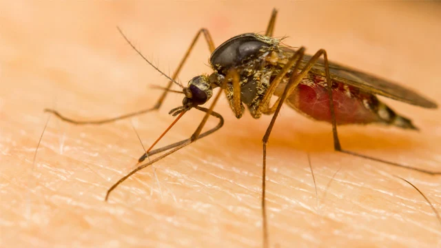 Dengue cases increasing in Tanza
