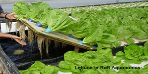  aquaponics - Hydroponics - Grow bed: Aquaponic Systems Growing Methods