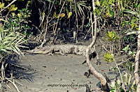 Sundarban National Park