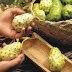 Buah Mengkudu Adalah Obat Herbal Alami