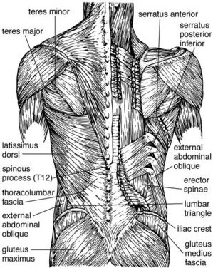 Graceful Movement: Lower back muscles