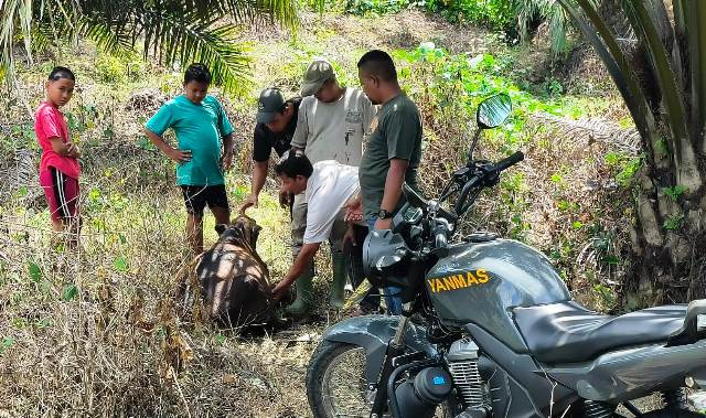Harimau Serang Sapi di Banda Alam, Ditemukan Luka Bekas Gigitan