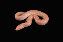 Female Albino Flake
