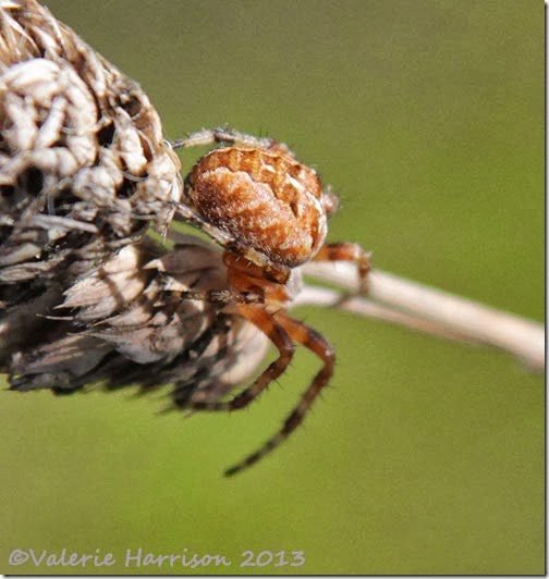 21-spider