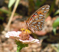 gulf frittilary close-up