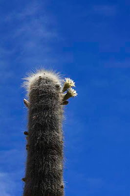 Campos de cardones en el  Parque Nacional de los Cardones