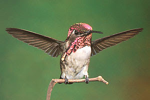 Bee Hummingbird - the smallest bird in the world