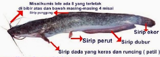 Ciri Ciri Ikan lele