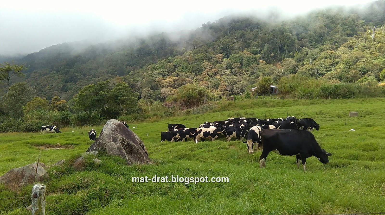 MAT DRAT : Desa Cattle Dairy Farm Kundasang