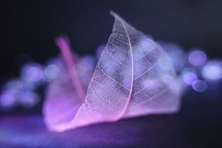 The skeleton of a pink leaf slightly curled lying on a purple ground, with blurred lights in the background making it look glittery and magical.