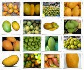 buah mangga, manfaat buah mangga, klasifikasi buah mangga, jenis jenis buah mangga, deskripsi buah mangga, cara budidaya buah mangga, budidaya buah mangga,budidaya tanaman mangga; 