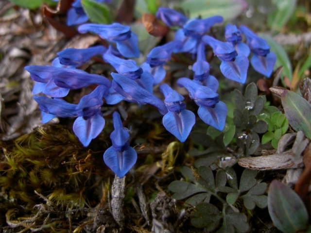 Corydalis cashmeriana flowers