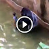Niño cae en jaula de Gorila - Cincinnati (Video)