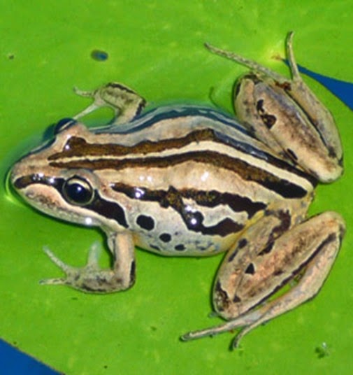 Striped Marsh Frog