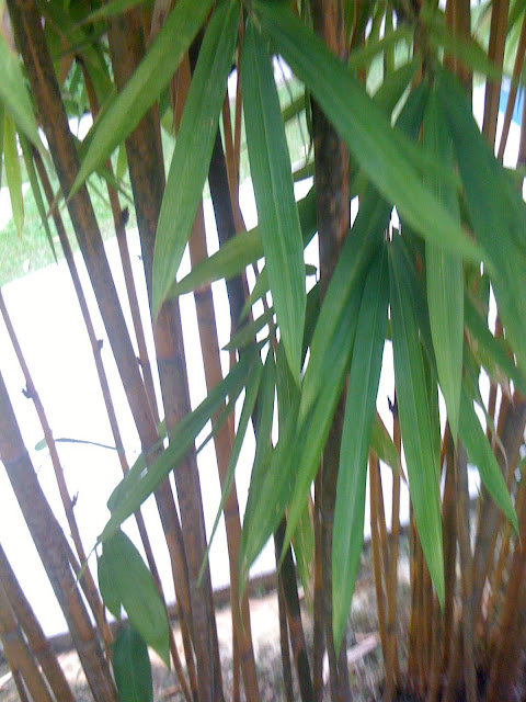 Pictures Of Bamboo Plants3