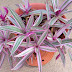 Oyster Plant - Tradescantia Spathacea Variegata