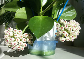 Hoya-Pachyclada-red-corona