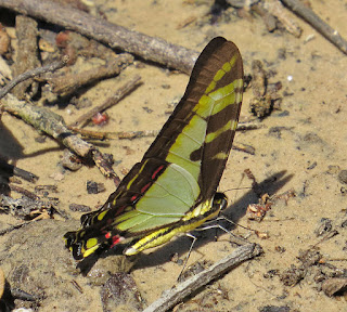 Neographium thyastes