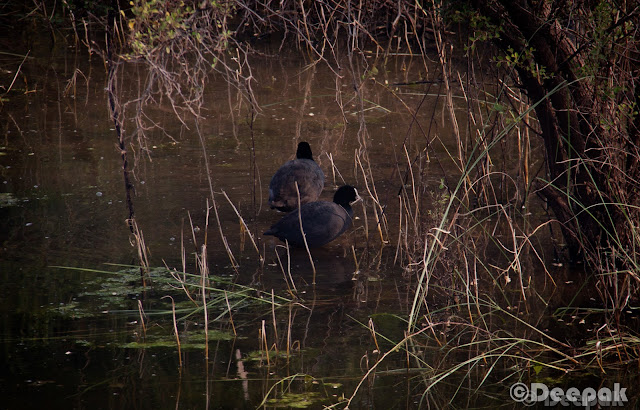 On the first day of the Sariska trip, we enjoyed the palace with a lots of activities. However, a morning safari was already scheduled @700 Hrs next day. We had already listened to the story of Anindya and Chhaya who shared their experience of Jim Corbett where they saw the Tiger. So there were a lot of hopes of spotting a tiger.Some of us were terrified too when we listened to Chhaya about her experience. :)We were all ready at the scheduled time and boarded on the safari. It was very cold outside. So we all loaded ourselves with jackets and pull overs (whatever we could find). Folks who carried camera, were setting up and getting ready. :)We hired three safari jeeps. The right most of 'em was the most experienced one with more than 8 yrs of experience working in Sariska, Ranthambore, Jim Corbett etc.During safari, there were few who were regretting coming out in that much cold weather. They were surely missing their cozy beds back at the palace. However, they made themselves comfortable at the back seat of jeep.I realized that how difficult it is to get a clear shot of animals in wild life. Courtesy to them as they chose to pose for us. We started (and ended too) with the most common and easy to spot animals i.e. deers. A sambar deer looked at us while we were shooting.This is the only clear click I could get of spotted deer. There were many of 'em but not as courteous as other animals to pose for us. :)There were plenty of peacocks too. We stopped many times during the safari to listen to the signals and callings of the animals. Our driver also shared his experience of spotting tigers during the safari. He told us that there are only 4 tigers in the reserve. But after few days 15 more tigers were about to be brought here from Ranthambore.After peacocks and deers what next you would spot in any park is monkeys obviously. :)They were enjoying on the trees. Probably there were used to of seeing strangers. Here is a monkey caught in action. :)Sun was rising and we were enjoying the chilled air in the morning. It was a real nice experience of safari in such a fresh and cold weather.Here is a majestic appearance of Nilgai. While I was shooting, driver told us about the degree of strength it poses. We forced the driver to drive faster when we came to the knowledge. :)While searching for any sign of tiger, we found foot marks of Hyena. Our driver shared the facts about how Hyena are very powerful and they come out in night.This is a very famous bird. Let me see how many of you can guess the name of this bird. (... Yeah! you are right...I dont remember the name of this bird... ;))....but I think it is Robin bird.There were a lot of Tree Pie birds flying around.A more closer look at sambar deer. It was looking right at me while I clicked.The deers were easy to spot in the forest. They could be found crossing the roads or passing by the road side.We all were enjoying the safari ride. Puneet and I was standing on the jeep and were feeling the cold air and enjoying the jerky rides.Finally we reached at the end of the route-2 of the park with no sign of tiger. :)We took some time to stretch and roamed here and there at that point.Prashant in a joyous mood as he is getting clicked. We both were chasing a parrot but couldn't get a clear shot.We couldn't see the tiger but we were not fully disappointed. Probably it was the freshness of the air and the weather that we rarely get at our workplaces.Ananya was happy as she found a bird feather while she was in search for another. :) While our way back to palace, we also spotted Grey Partridge (titar) which reminded me of many titar-bater sayings in hindi. :)We spotted many birds which we couldn't recognize. However, our driver who was a experienced one kept introducing us.Finally, we were back at the palace. We all were hungry and tired due to more than 2.5 Hrs of safari ride.We reached the palace at around 10.30 AM. We had our breakfast and left the palace for going back home. It was really a nice safari experience in Sariska with the team.